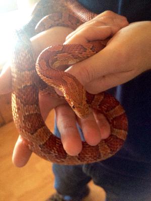 Corn snake rescue near me 2025