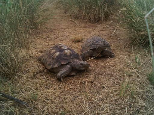 russian tortoise outdoor habitat