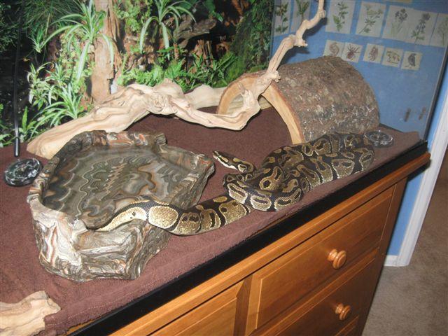 What Size Tank for Ball Python?